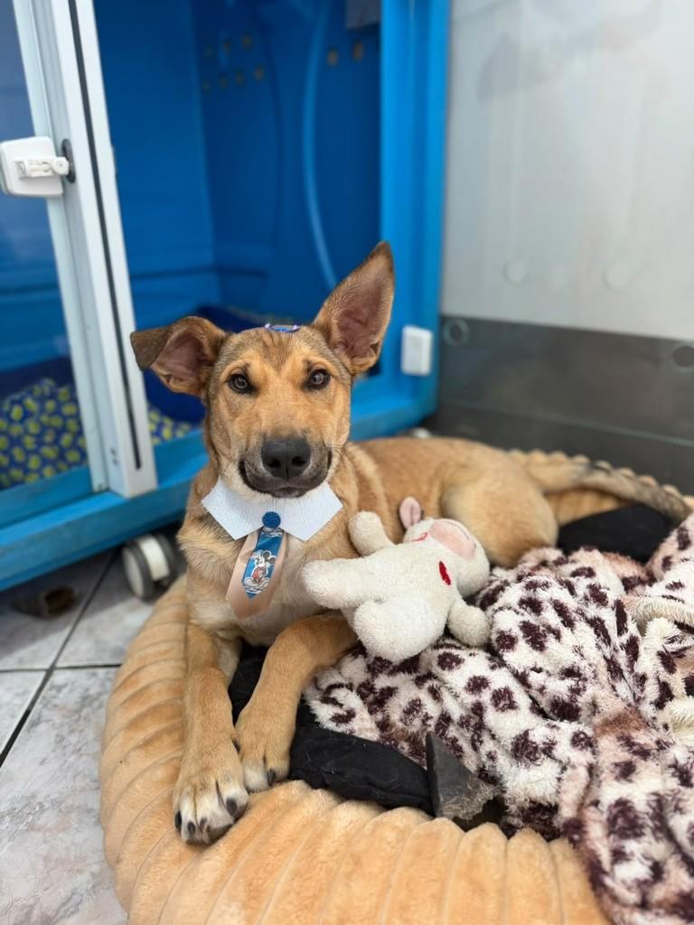 Caramelo, cachorro de porte médio para adoção em Marau - RS — foto 4 de 4