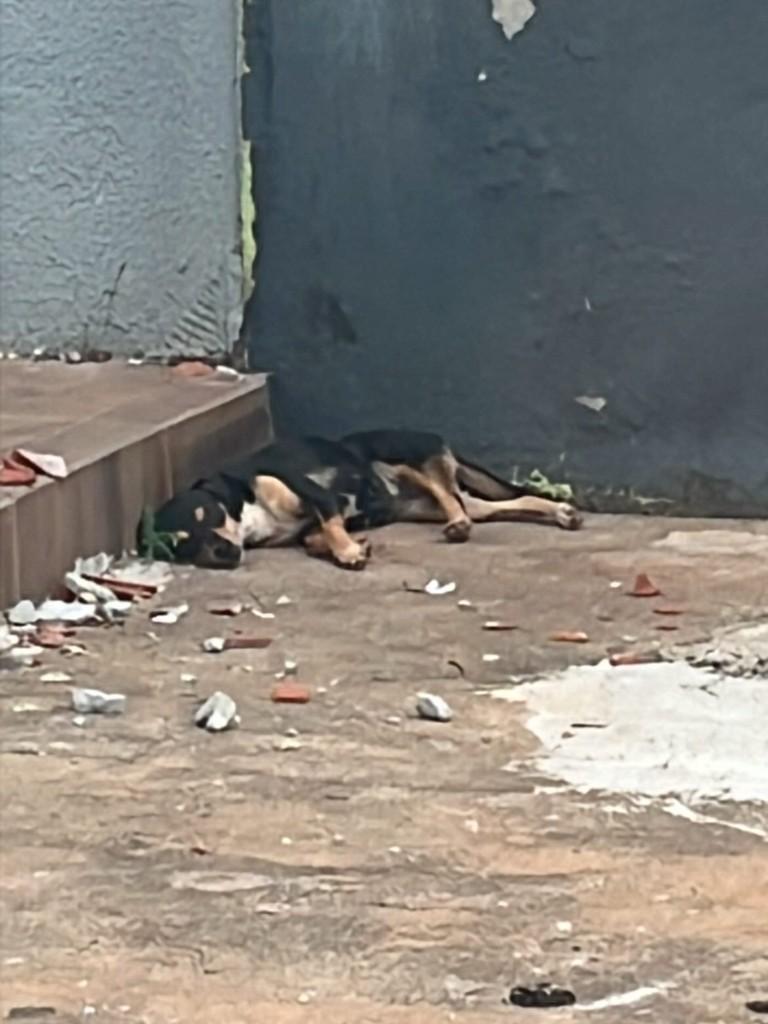 Cachorrinha, cadela de porte pequeno para adoção em Goiânia - GO