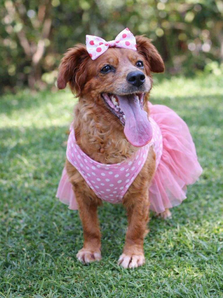 Paçoca, cachorro de porte pequeno para adoção em Goiânia - GO