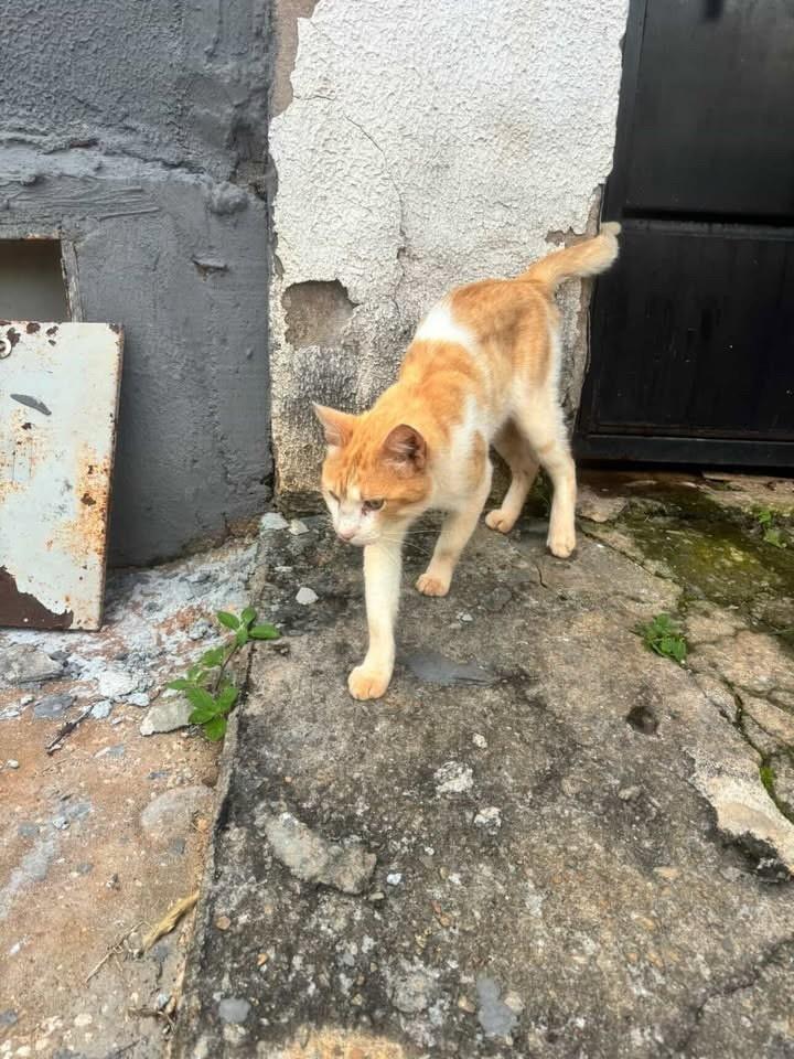 Manteiga, gato de porte pequeno para adoção em Goiânia - GO