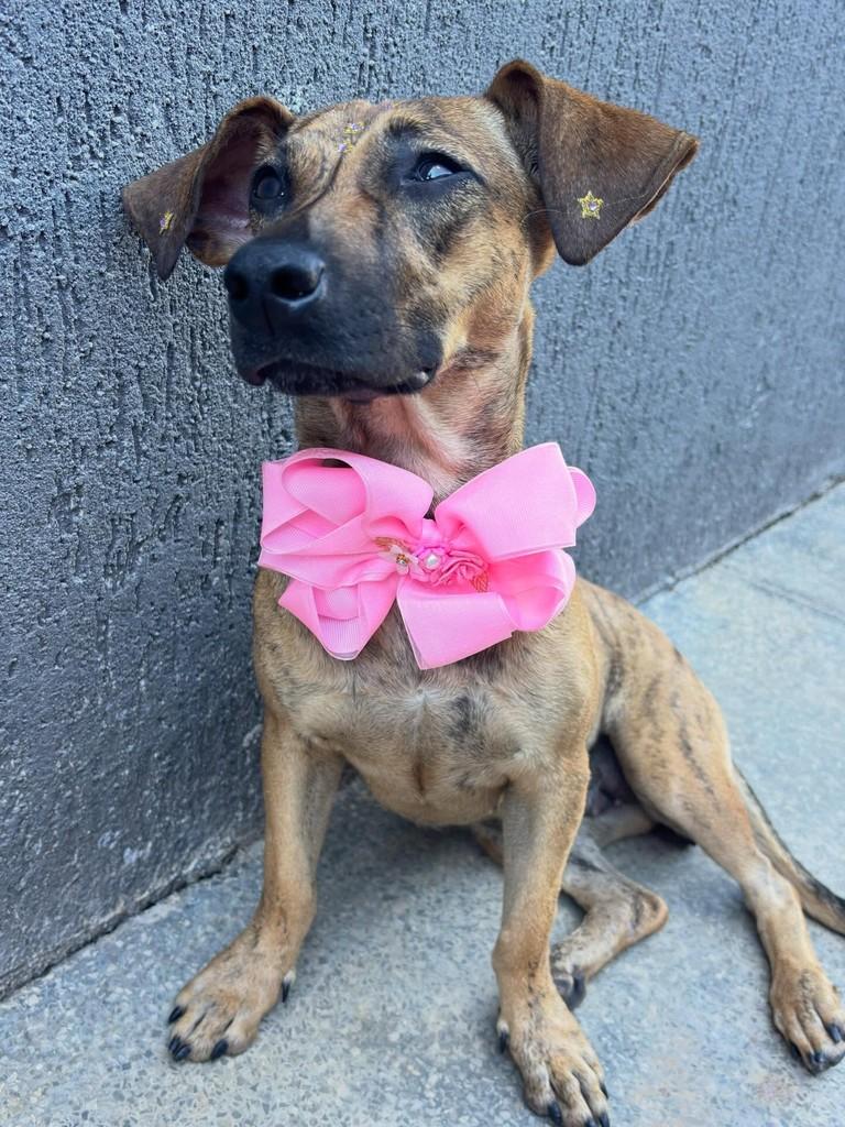 Shakira, cachorro de porte pequeno para adoção em Goiânia - GO