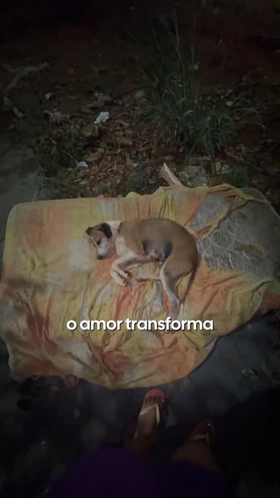 Baby, cachorro de porte grande para adoção em Goiânia - GO