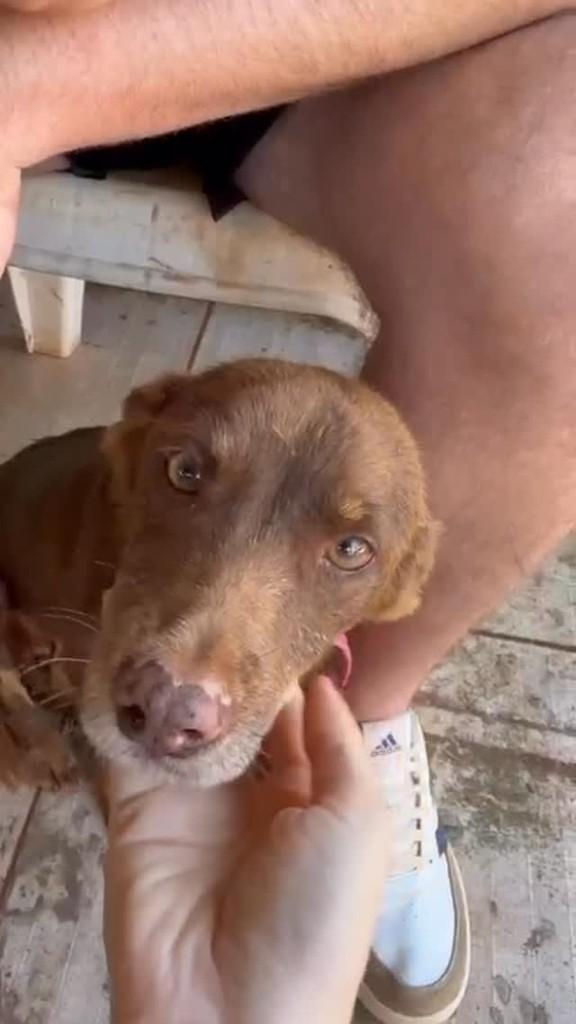 Cacau, cadela de porte pequeno para adoção em Goiânia - GO