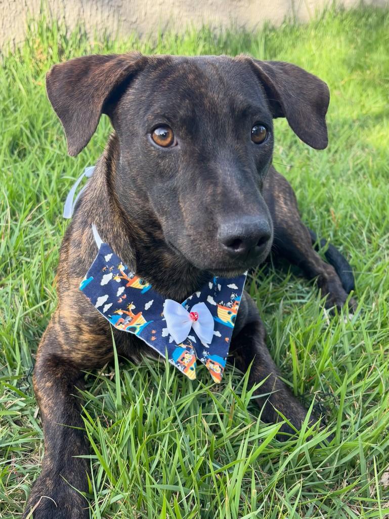 Jacó, cachorro de porte pequeno para adoção em Goiânia - GO