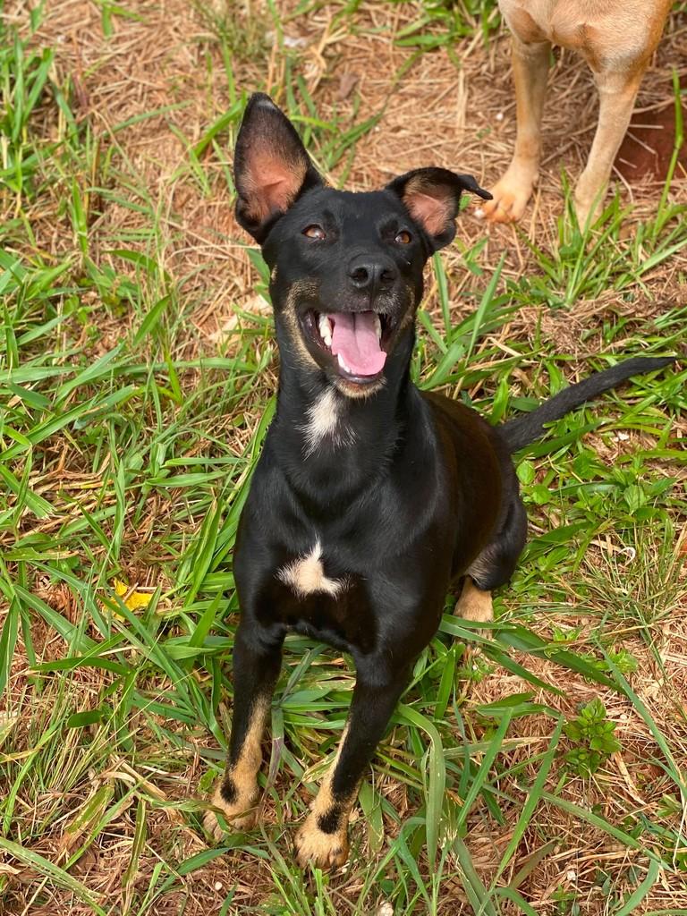 Fumaça, cadela de porte médio para adoção em Goiânia - GO