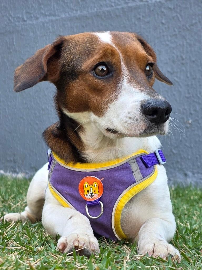 Frida, cadela de porte pequeno para adoção em Goiânia - GO