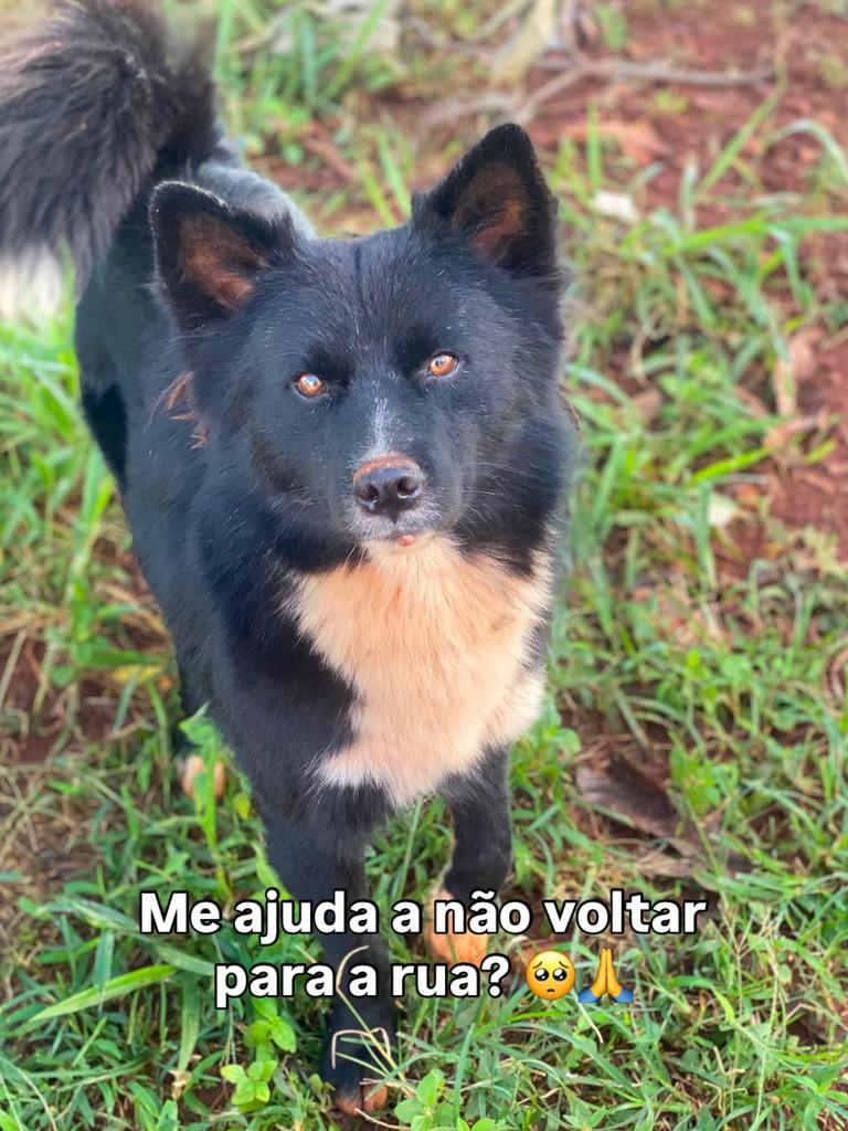 Raposinho, cachorro de porte médio para adoção em Goiânia - GO