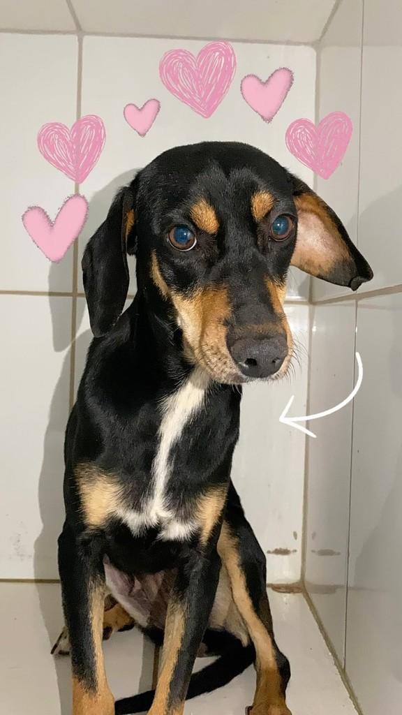 Juma, cachorro de porte pequeno para adoção em Goiânia - GO