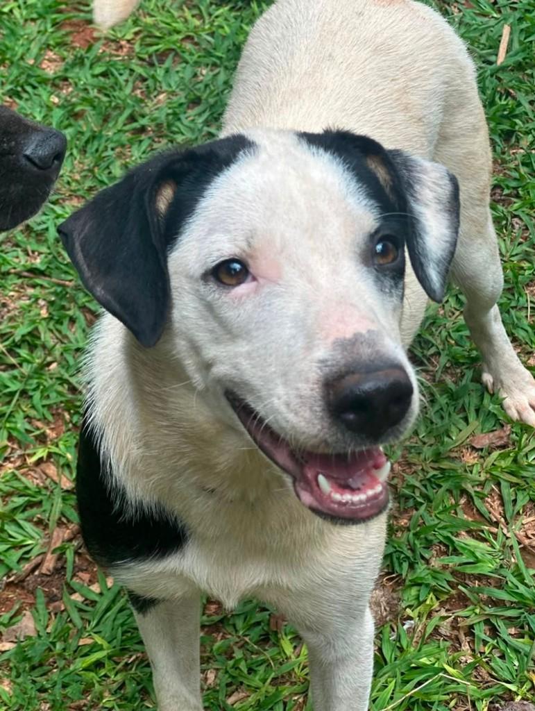 Milka, cadela de porte grande para adoção em Goiânia - GO