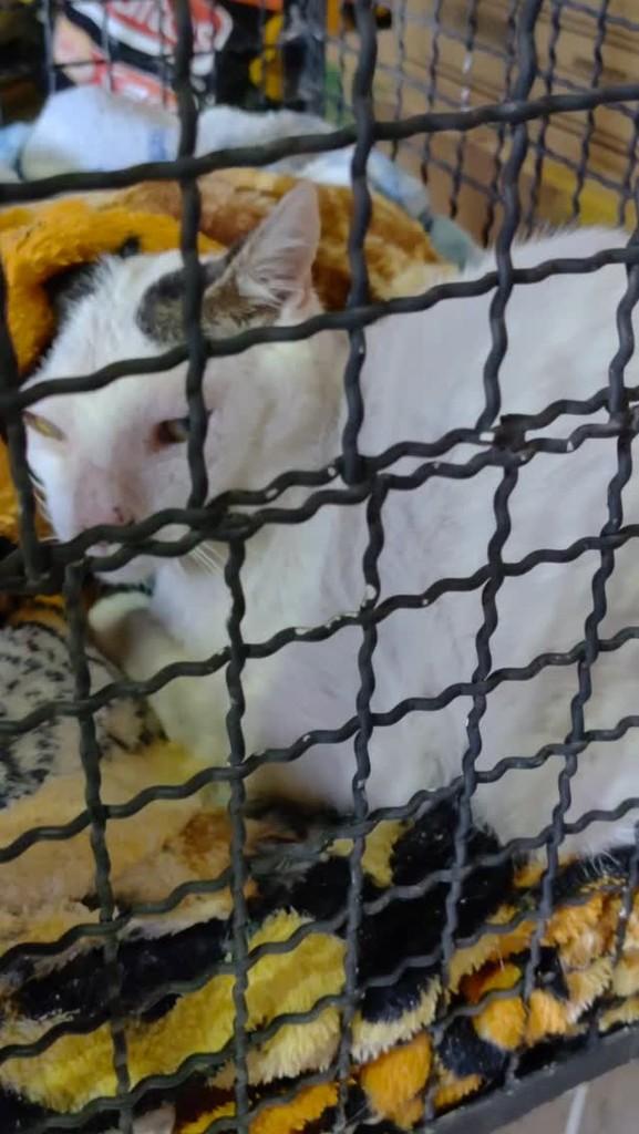 Elvio, gato de porte pequeno para adoção em Piedade - SP
