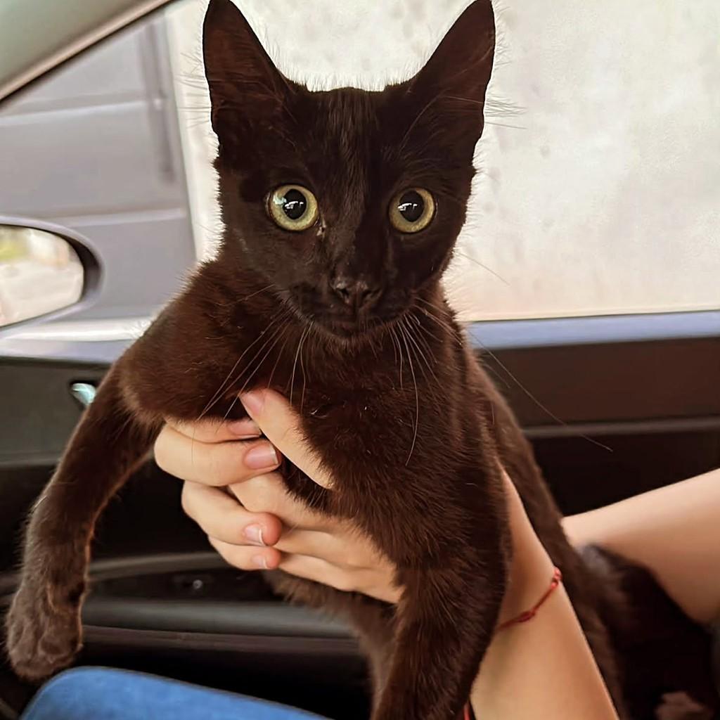 Doo, gato de porte pequeno para adoção em Piedade - SP