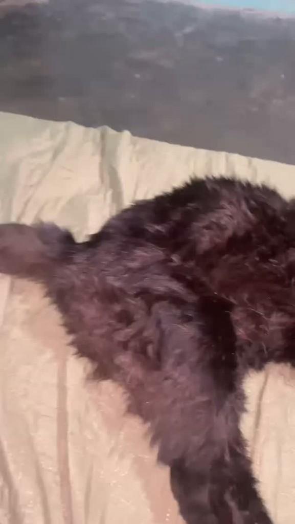 Diamante Negro, gato de porte médio para adoção em Piedade - SP