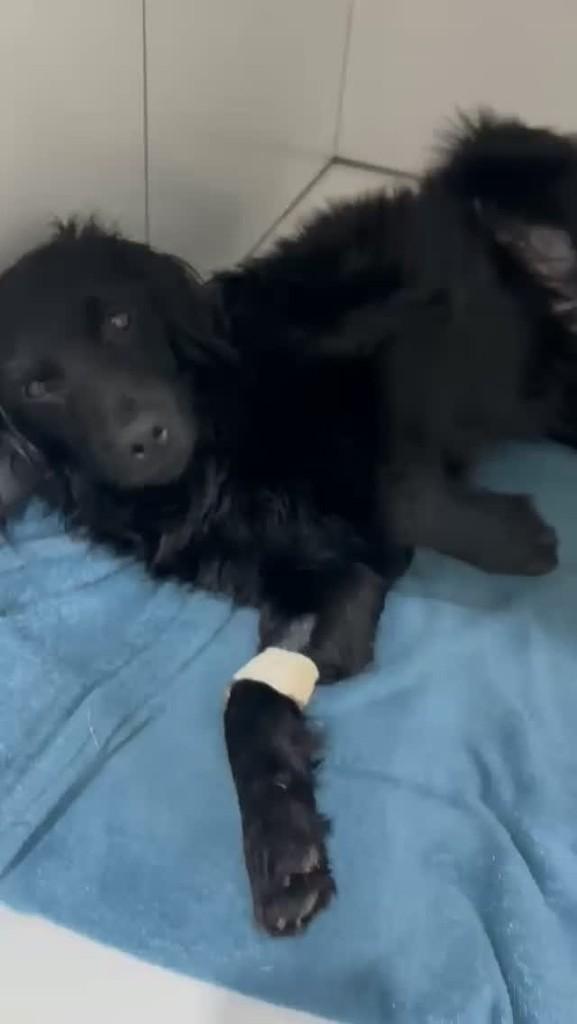 Bidu, cachorro de porte pequeno para adoção em Piedade - SP