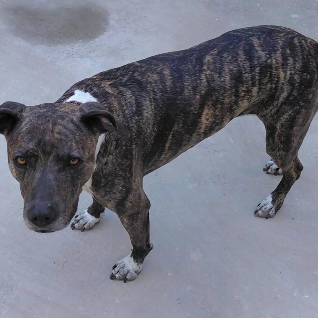 Kyra, cachorro de porte médio para adoção em São José dos Campos - SP