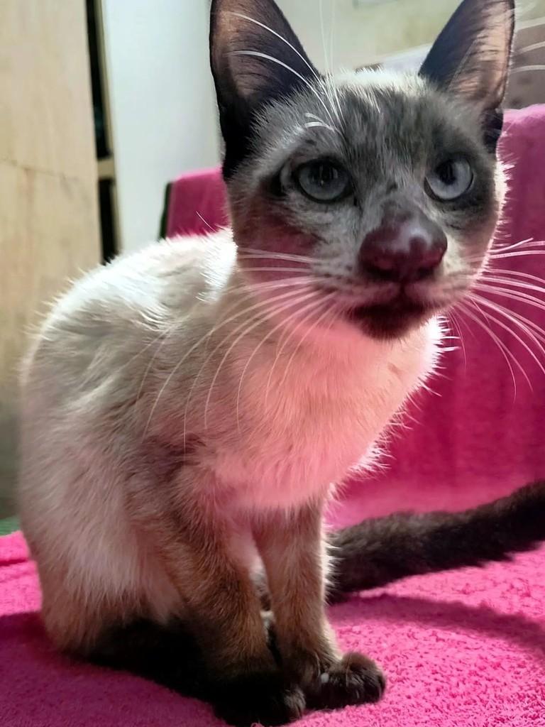 Curumim, gato de porte pequeno para adoção em São José dos Campos - SP