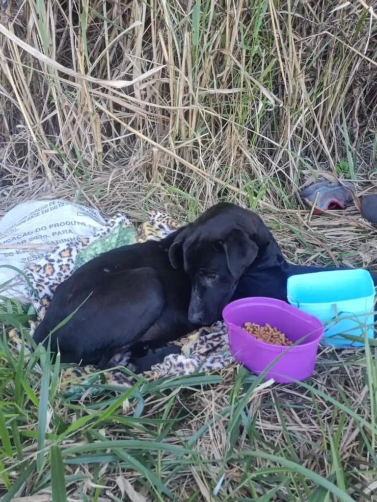 Pequena, cachorro de porte pequeno para adoção em São José dos Campos - SP
