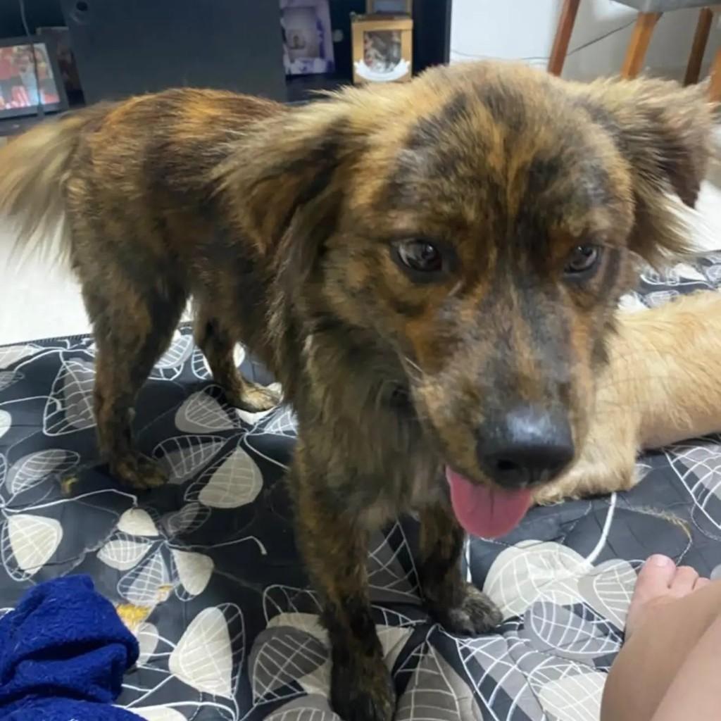 Max, cachorro de porte pequeno para adoção em São José dos Campos - SP