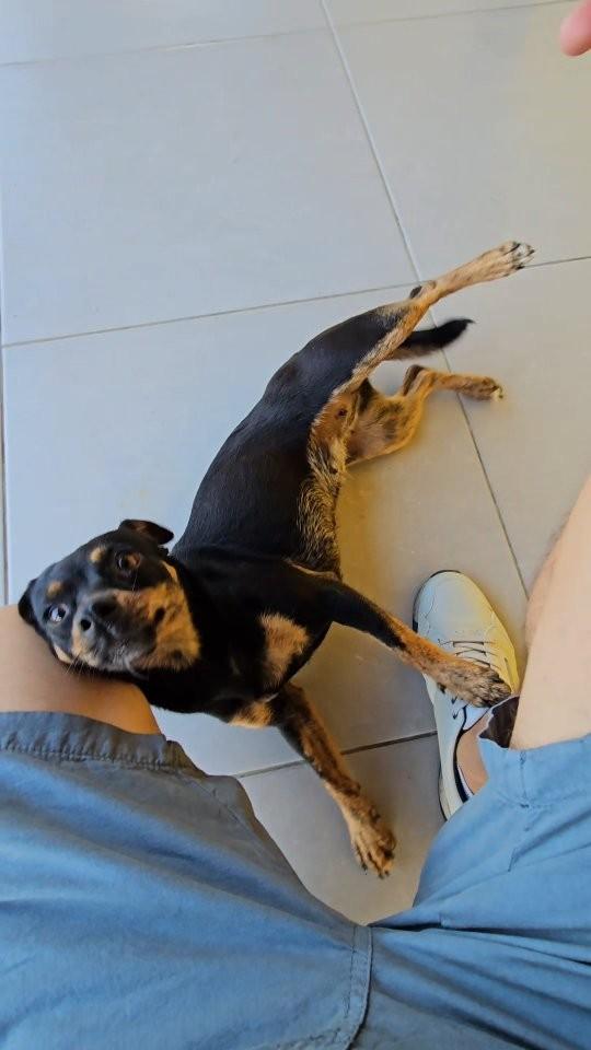 Safira, cachorro de porte médio para adoção em Balneário Rincão - SC