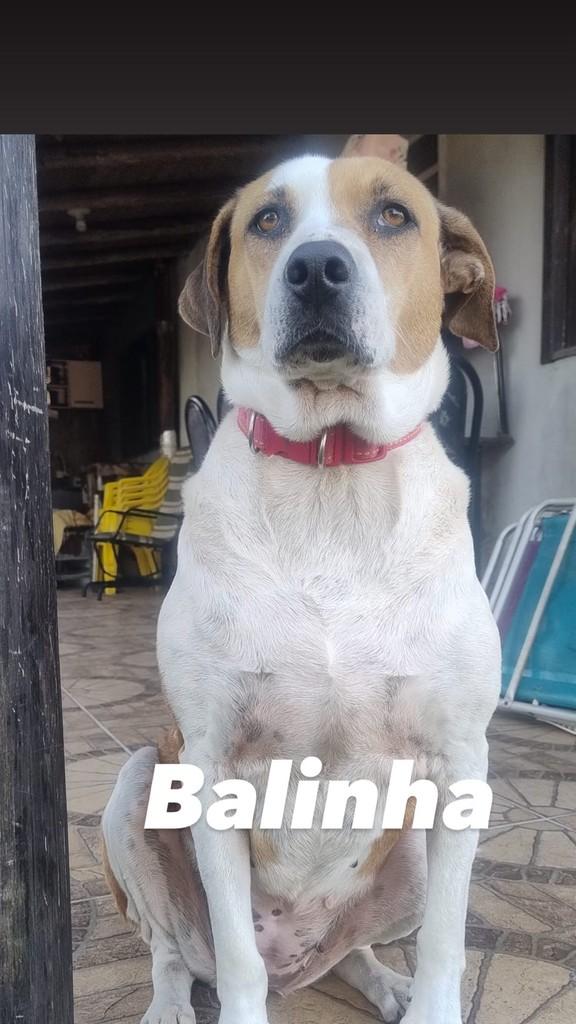 Balinha, cachorro de porte médio para adoção em Balneário Rincão - SC