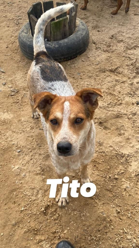 Tito, cachorro de porte médio para adoção em Balneário Rincão - SC