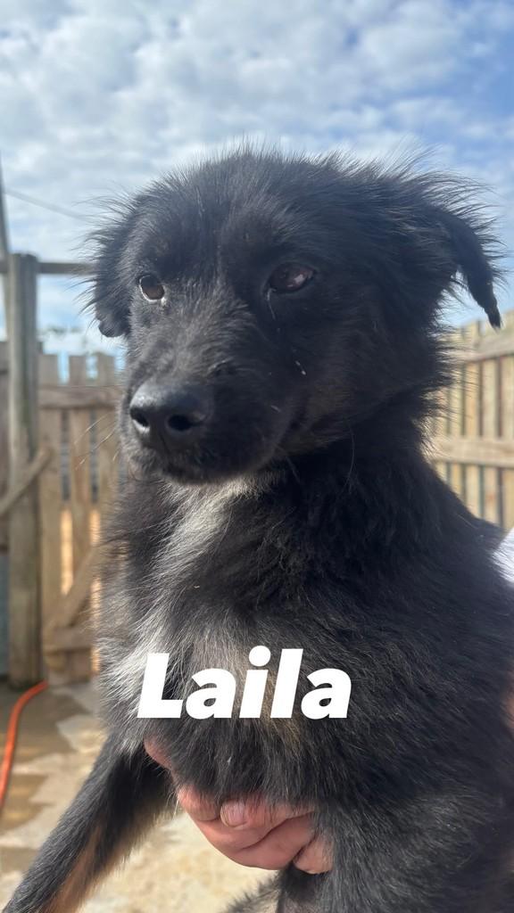 Doada, cachorro para adoção em Balneário Rincão - SC