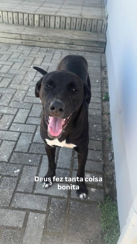 Mustangue, cachorro de porte médio para adoção em Balneário Rincão - SC