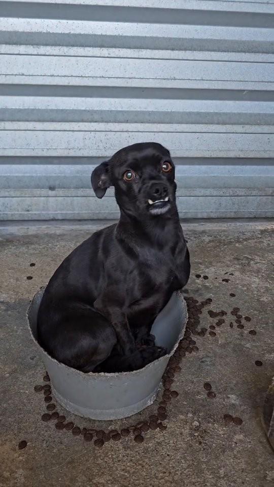 Vamp, cadela de porte pequeno para adoção em Balneário Rincão - SC
