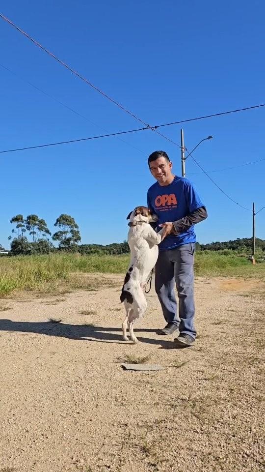 Lindão, cachorro de porte médio para adoção em Balneário Rincão - SC