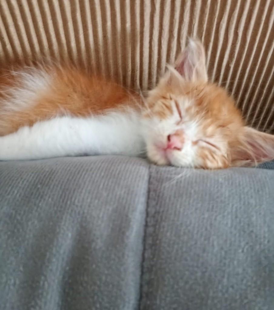 Laranja, gato de porte pequeno para adoção em Santa Maria - RS