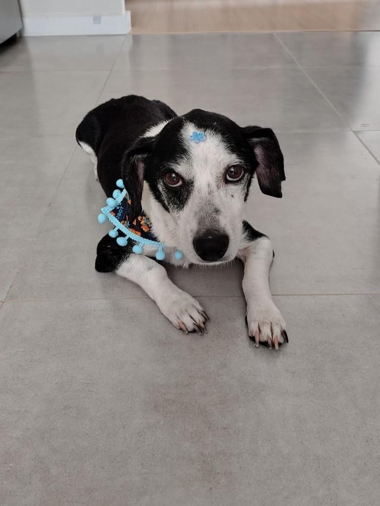 Guri, cachorro de porte pequeno para adoção em Santa Maria - RS