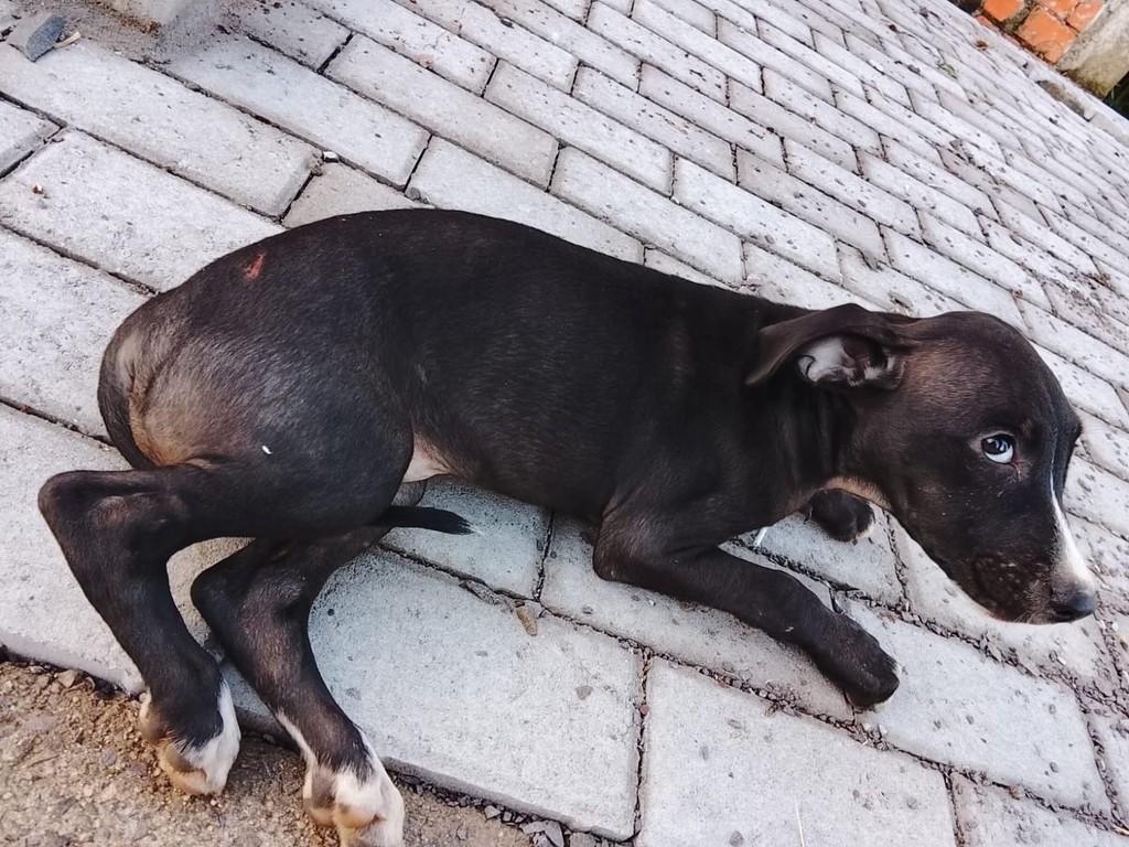 Docinho, cachorro de porte pequeno para adoção em Santa Maria - RS