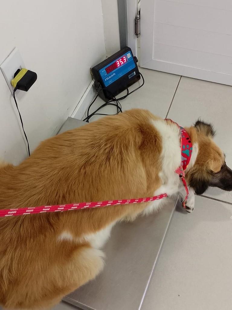 Maragata, cadela de porte médio para adoção em Santa Maria - RS