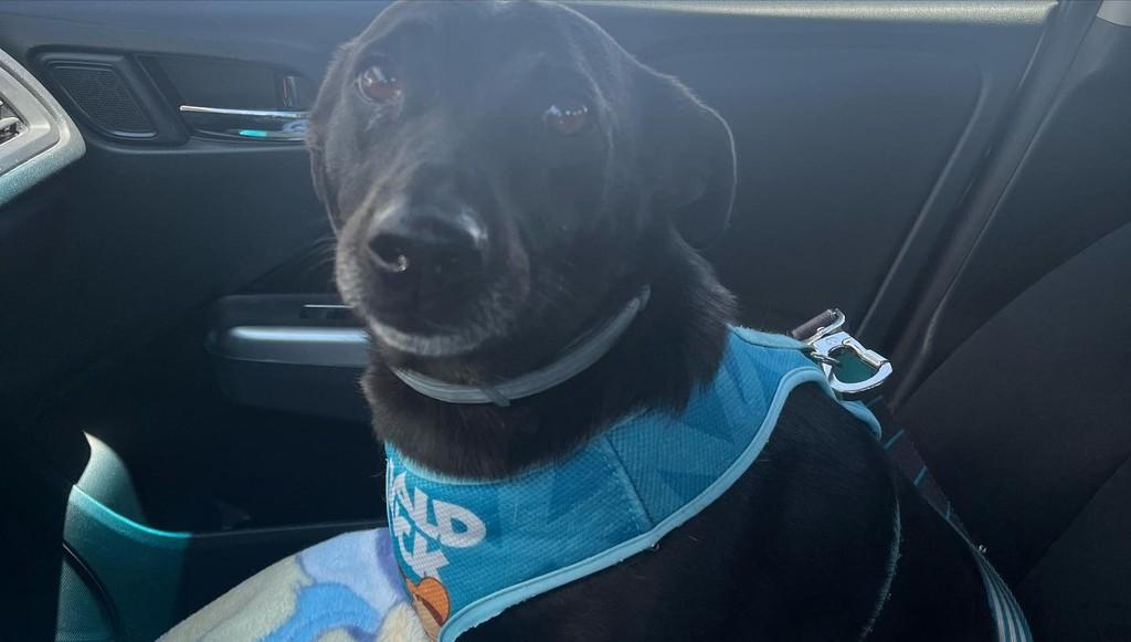 Shoyu, cachorro de porte pequeno para adoção em Santa Maria - RS