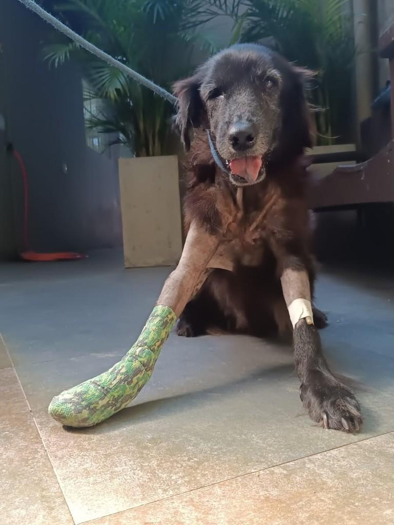 Pedrinho, cachorro de porte pequeno para adoção em Santa Maria - RS