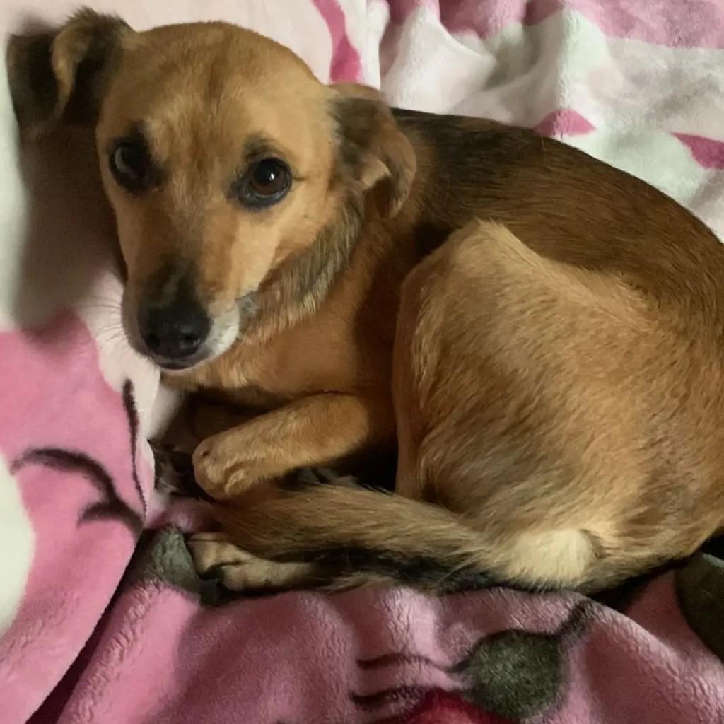 Mel, cachorro de porte pequeno para adoção em Santa Maria - RS