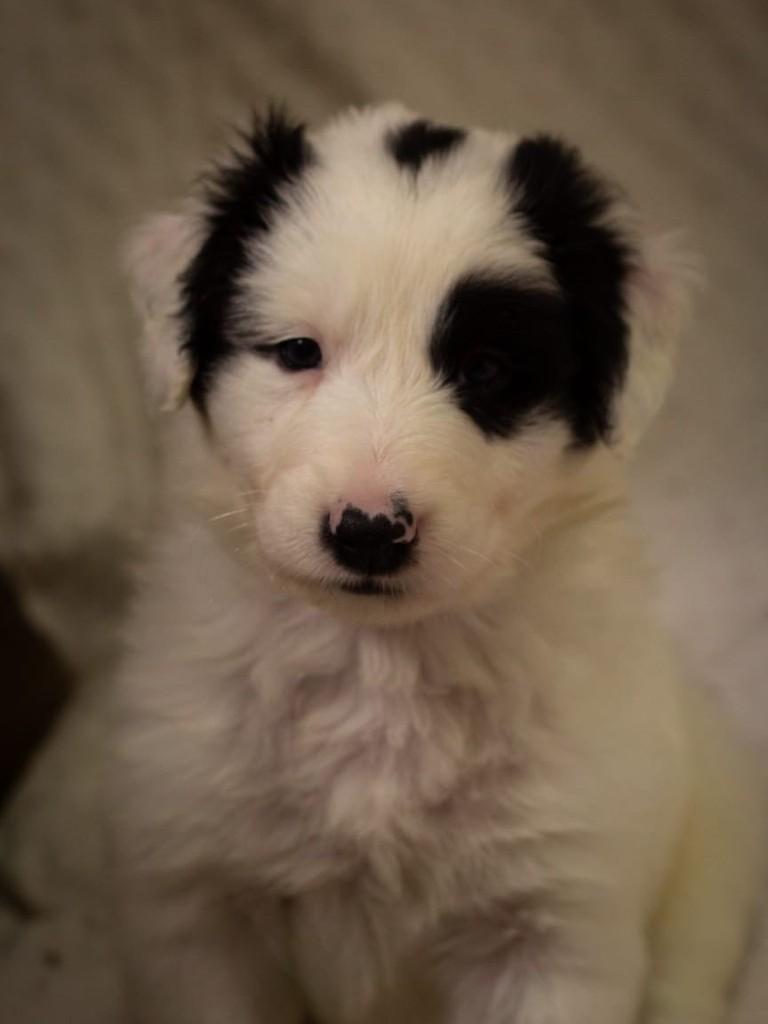 Petit-poá, cachorro de porte médio para adoção em Santa Maria - RS