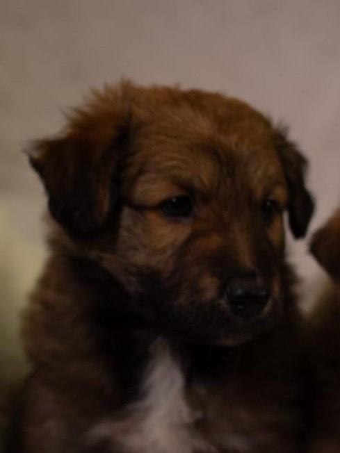 Marronzinho, cachorro de porte pequeno para adoção em Santa Maria - RS
