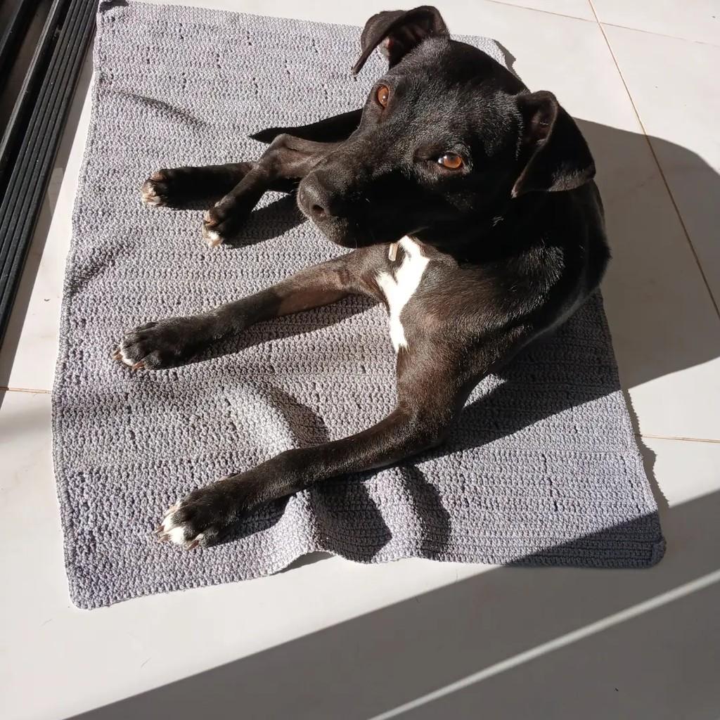 Carol, cadela de porte médio para adoção em Santa Maria - RS