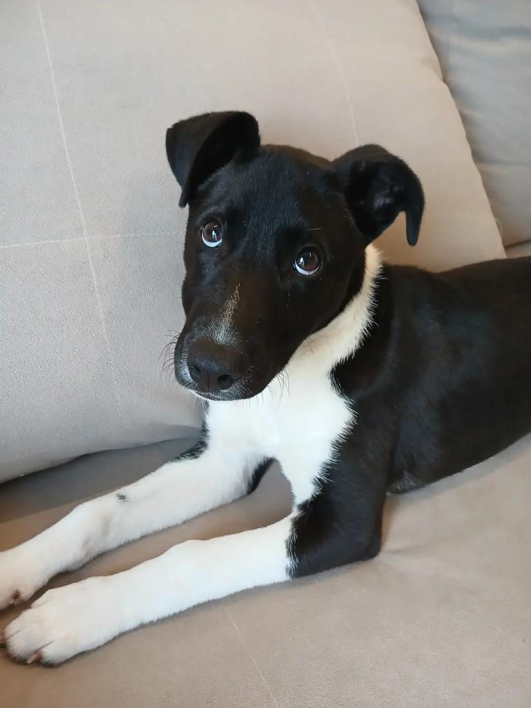 Faísca, cachorro de porte médio para adoção em Santa Maria - RS