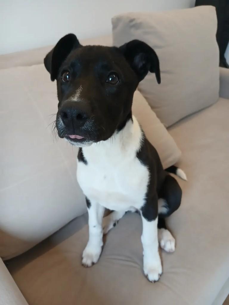 Faísca, cachorro de porte médio para adoção em Santa Maria - RS — foto 2 de 5