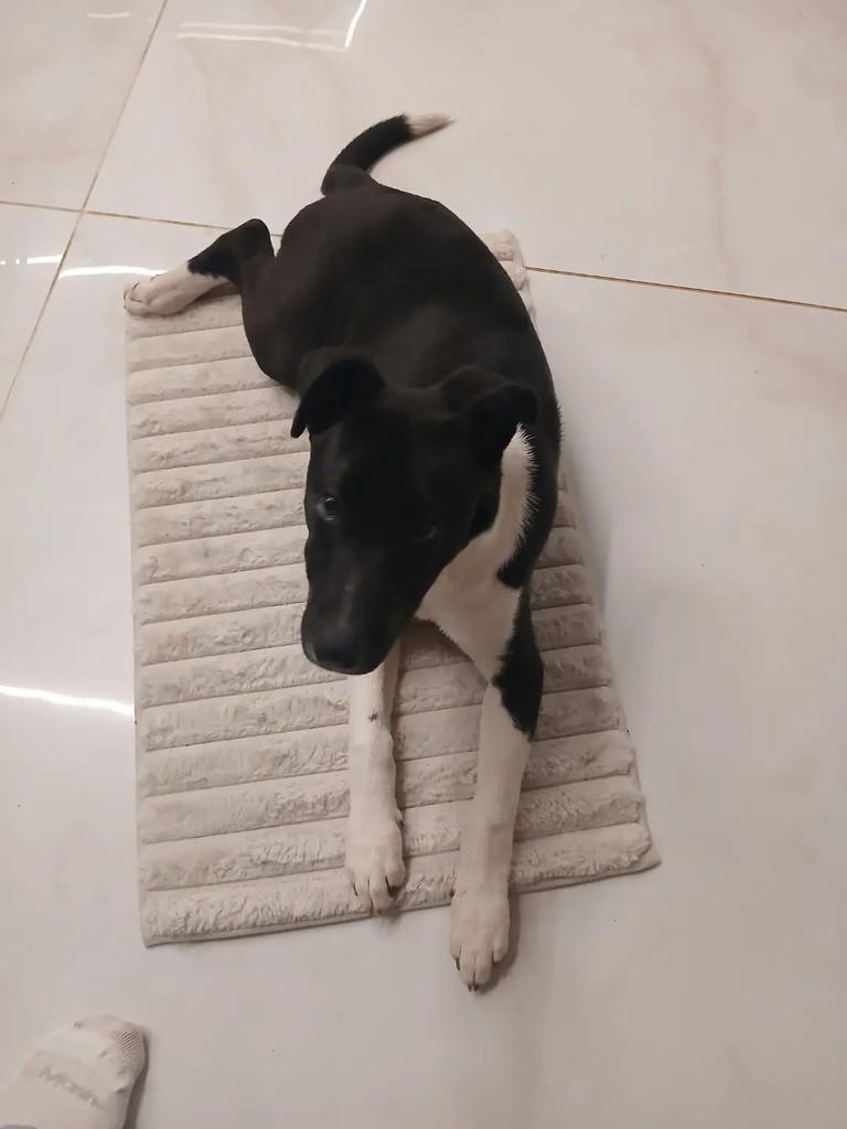 Faísca, cachorro de porte médio para adoção em Santa Maria - RS — foto 3 de 5