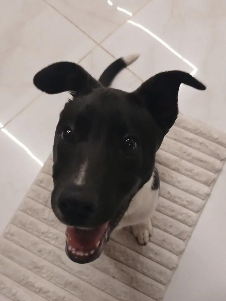 Faísca, cachorro de porte médio para adoção em Santa Maria - RS — foto 4 de 5