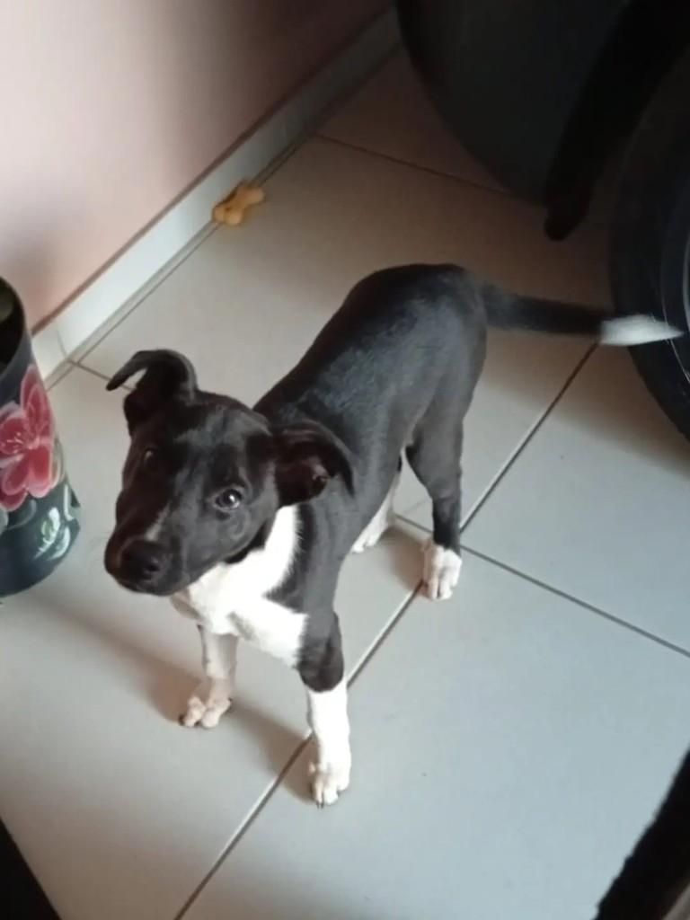 Faísca, cachorro de porte médio para adoção em Santa Maria - RS — foto 5 de 5