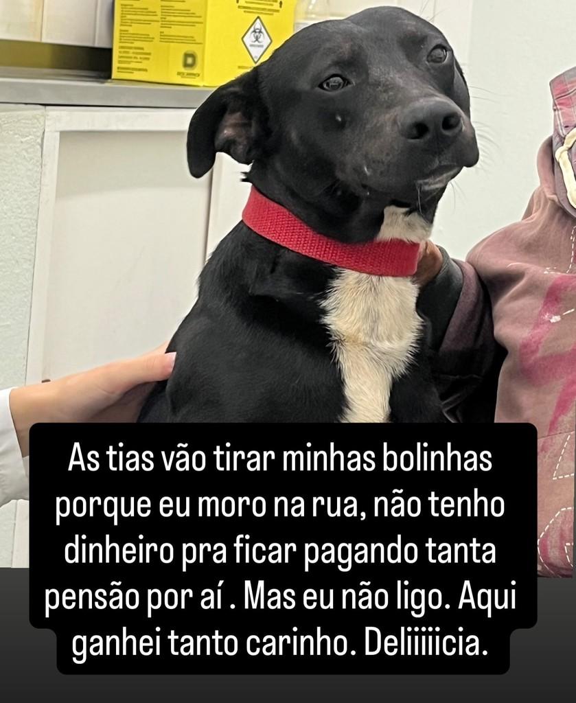 Enzo, cachorro de porte médio para adoção em Santa Maria - RS