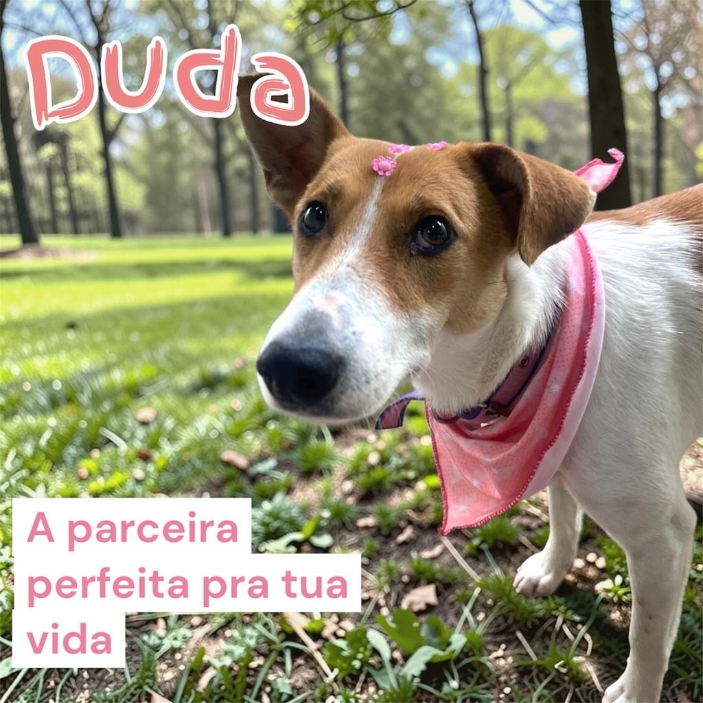 Duda, cadela de porte pequeno para adoção em Santa Maria - RS