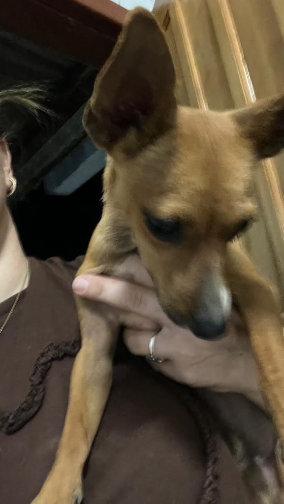 Nick, cachorro de porte pequeno para adoção em Primavera do Leste - MT