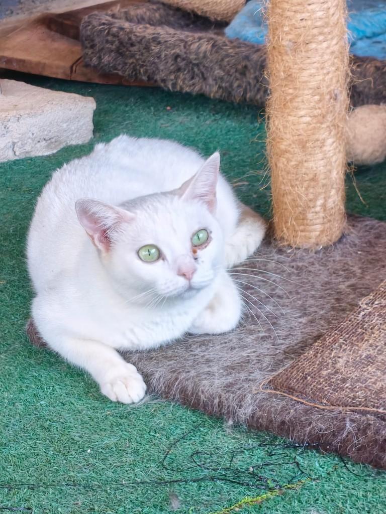 Negrinha, gato de porte pequeno para adoção em Primavera do Leste - MT