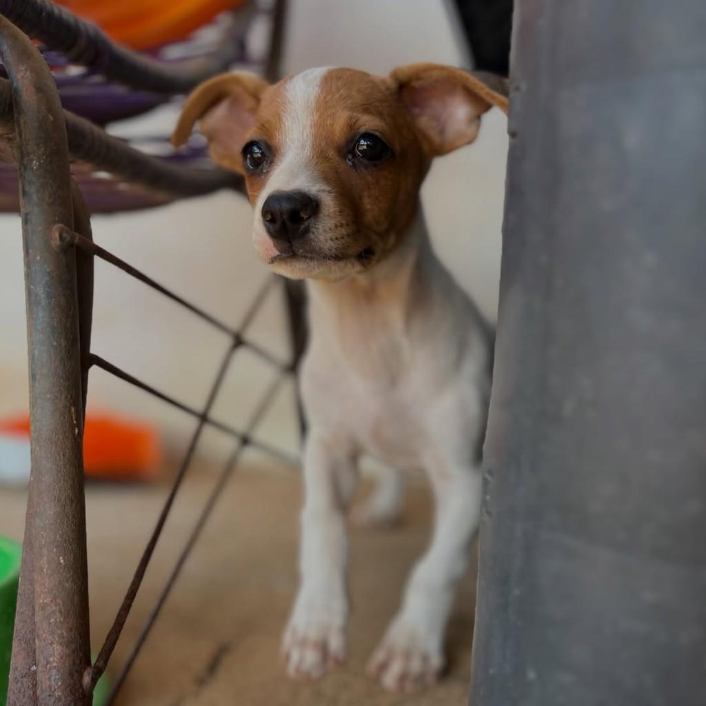 Milico, cachorro de porte pequeno para adoção em Primavera do Leste - MT