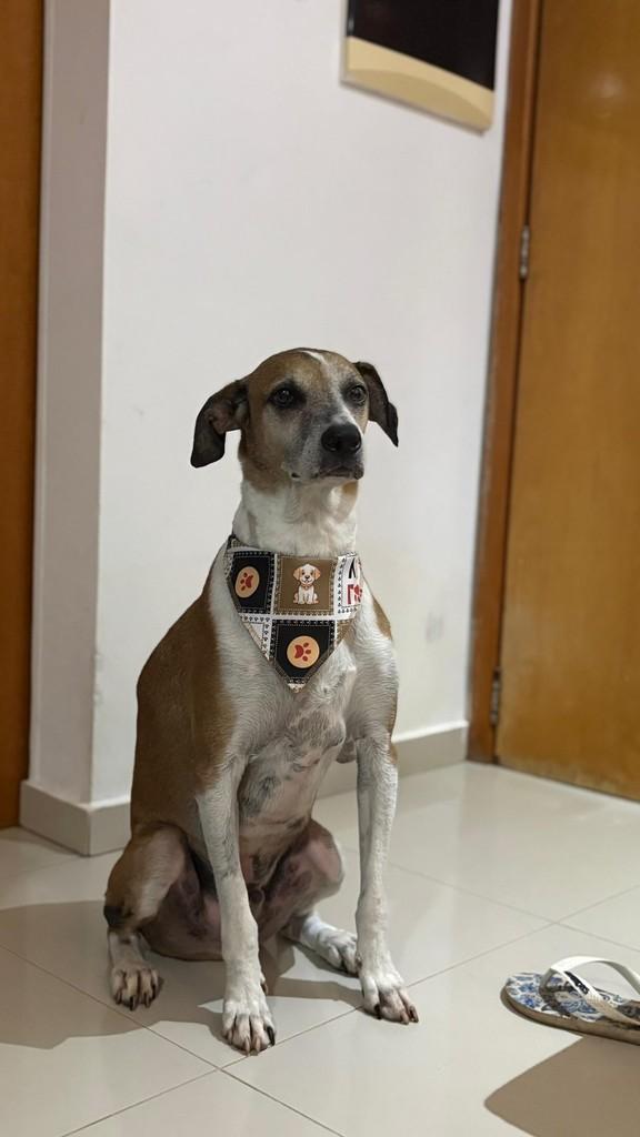 Baby, cachorro de porte médio para adoção em Goiânia - GO