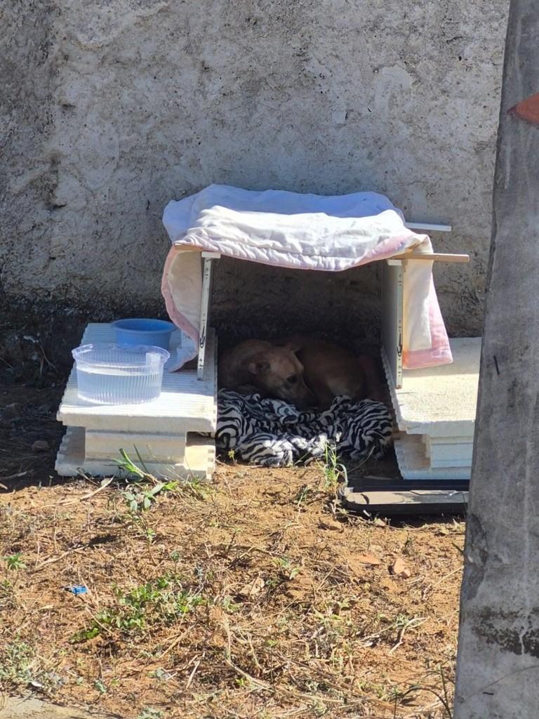 Cachorrinha, cadela de porte pequeno para adoção em Goiânia - GO